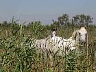 France_Horses_in_Camargue